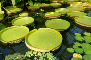 Water lily leaves, botanical garden, Bonn, North Rhine-Westphalia, Germany Water lily leaves, botanical garden, Bonn, North Rhine-Westphalia, Germany